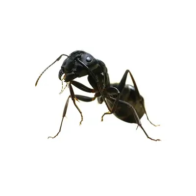 Ant