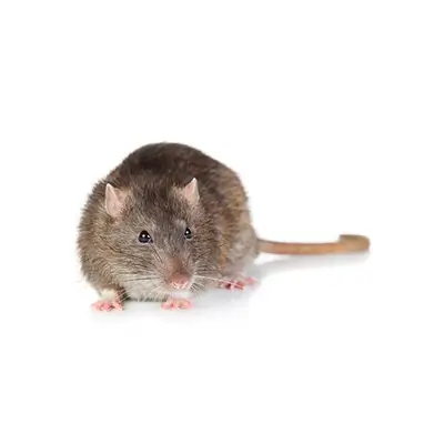 Rodent