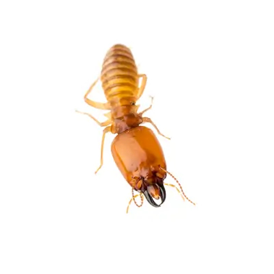 Termite